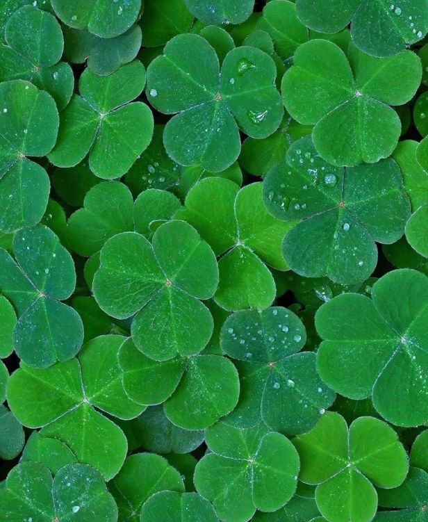 水、身体炸划算还有节日限定香薰、香包不朽情缘登录入口香香好物丨欧珑正装香(图26)